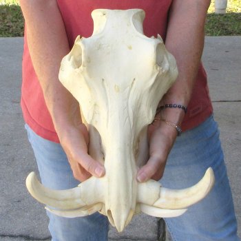 14" African Warthog Skull with 9" Ivory Tusks 