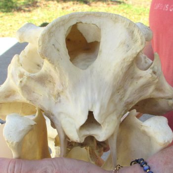 14" African Warthog Skull with 9" Ivory Tusks 
