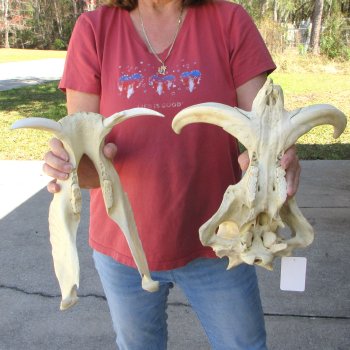 14" African Warthog Skull with 9" Ivory Tusks 
