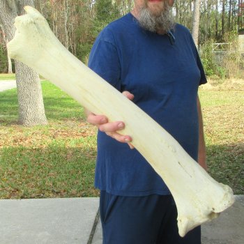 27" Giraffe Tibia Leg Bone 