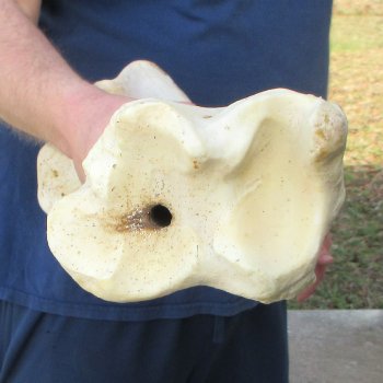 27" Giraffe Tibia Leg Bone 