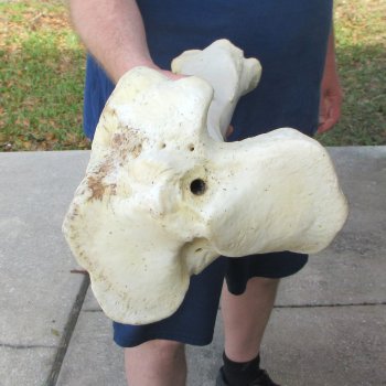 27" Giraffe Tibia Leg Bone 