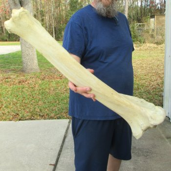 26" Giraffe Tibia Leg Bone 
