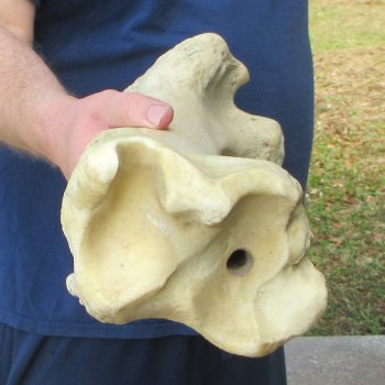 26" Giraffe Tibia Leg Bone 