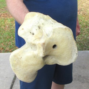 26" Giraffe Tibia Leg Bone 