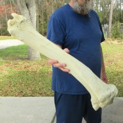 25" Giraffe Ti...