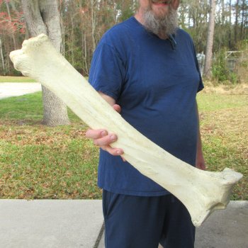 25" Giraffe Tibia Leg Bone 