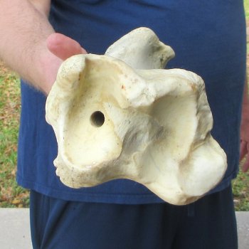 25" Giraffe Tibia Leg Bone 