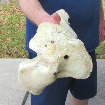 25" Giraffe Tibia Leg Bone 