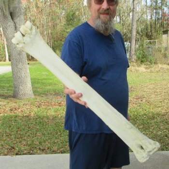30" Giraffe Metacarpal Leg Bone 
