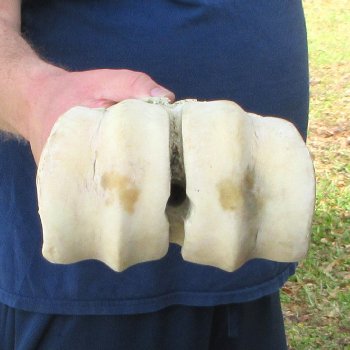 30" Giraffe Metacarpal Leg Bone 