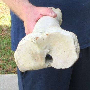 30" Giraffe Metacarpal Leg Bone 