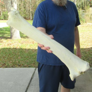 26" Giraffe Tibia Leg Bone 