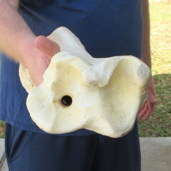 26" Giraffe Tibia Leg Bone 