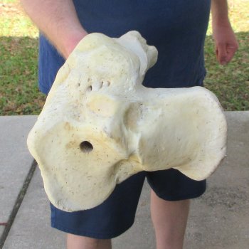 26" Giraffe Tibia Leg Bone 