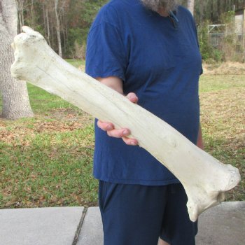 25" Giraffe Tibia Leg Bone 