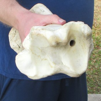 25" Giraffe Tibia Leg Bone 