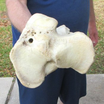 25" Giraffe Tibia Leg Bone 