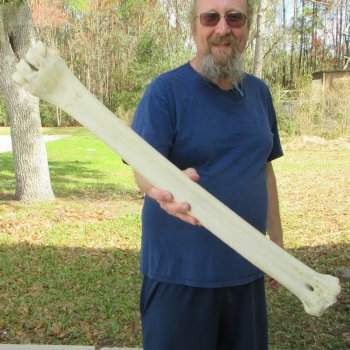 30" Giraffe Metatarsal Leg Bone 