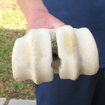 30" Giraffe Metatarsal Leg Bone 