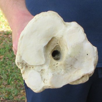 30" Giraffe Metatarsal Leg Bone 