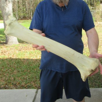 26" Giraffe Tibia Leg Bone 