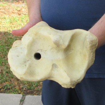 26" Giraffe Tibia Leg Bone 