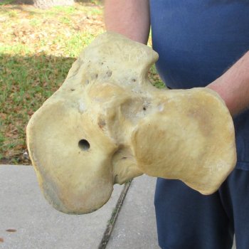 26" Giraffe Tibia Leg Bone 