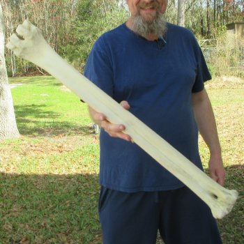 30" Giraffe Metatarsal Leg Bone 