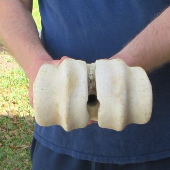 30" Giraffe Metatarsal Leg Bone 