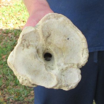 30" Giraffe Metatarsal Leg Bone 