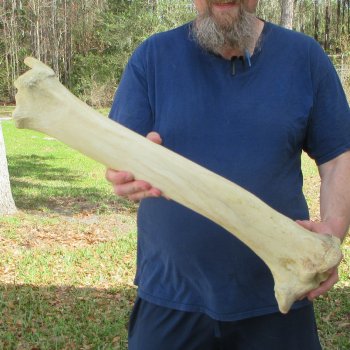 25" Giraffe Tibia Leg Bone 