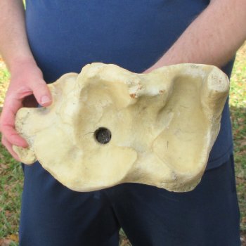 25" Giraffe Tibia Leg Bone 