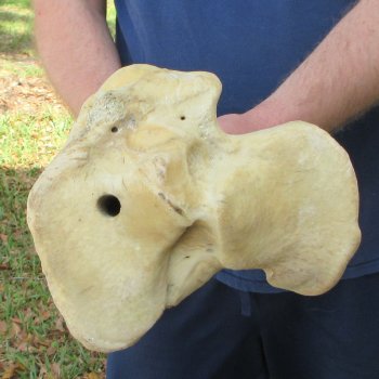 25" Giraffe Tibia Leg Bone 