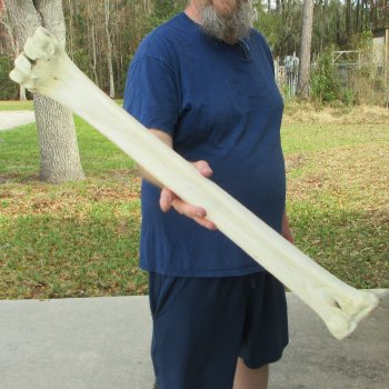 29" Giraffe Metacarpal Leg Bone 