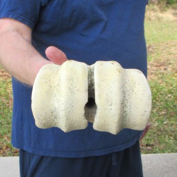 29" Giraffe Metacarpal Leg Bone 