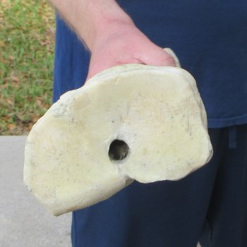 29" Giraffe Metacarpal Leg Bone 