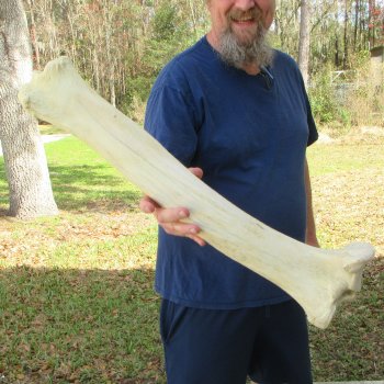26" Giraffe Tibia Leg Bone 