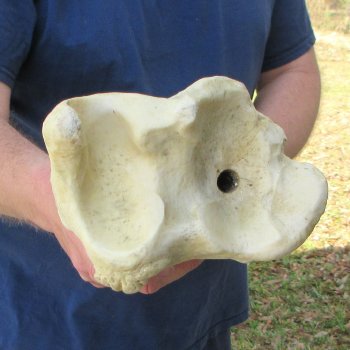 26" Giraffe Tibia Leg Bone 