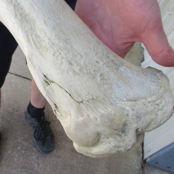 26" Giraffe Tibia Leg Bone 