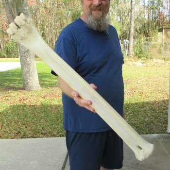 29" Giraffe Metatarsal Leg Bone 