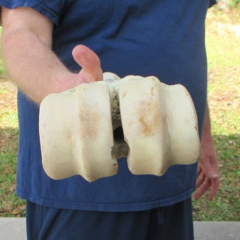 29" Giraffe Metatarsal Leg Bone 