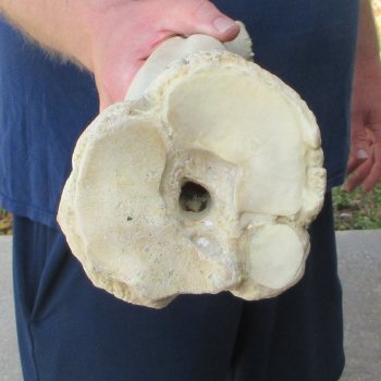 29" Giraffe Metatarsal Leg Bone 