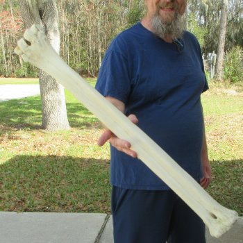 30" Giraffe Metatarsal Leg Bone 