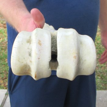 30" Giraffe Metatarsal Leg Bone 