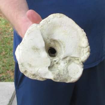 30" Giraffe Metatarsal Leg Bone 