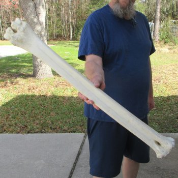 32" Giraffe Metatarsal Leg Bone 