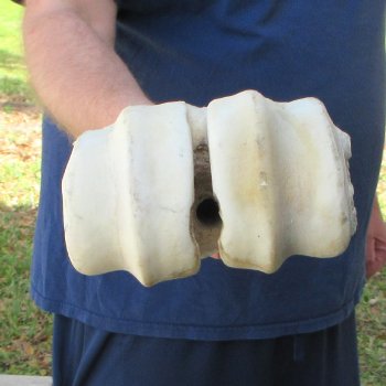 32" Giraffe Metatarsal Leg Bone 