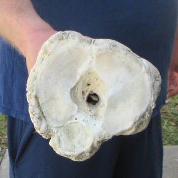 32" Giraffe Metatarsal Leg Bone 