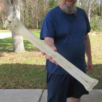 29" Giraffe Metacarpal Leg Bone 